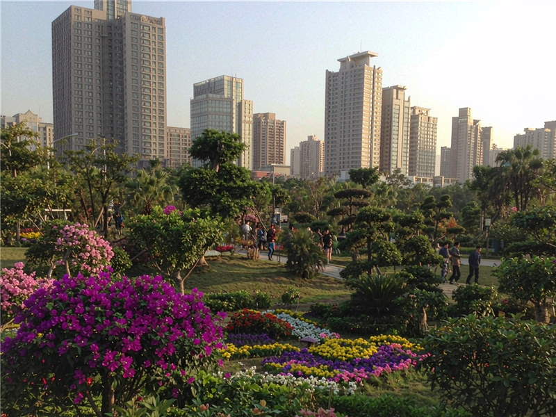 深圳莲花山公园簕杜鹃赏花周期间的花卉造型与城市天际线
